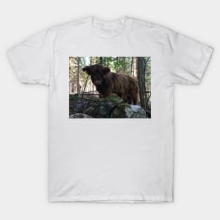 Scottish Highland Cattle Calf 1802 T-Shirt